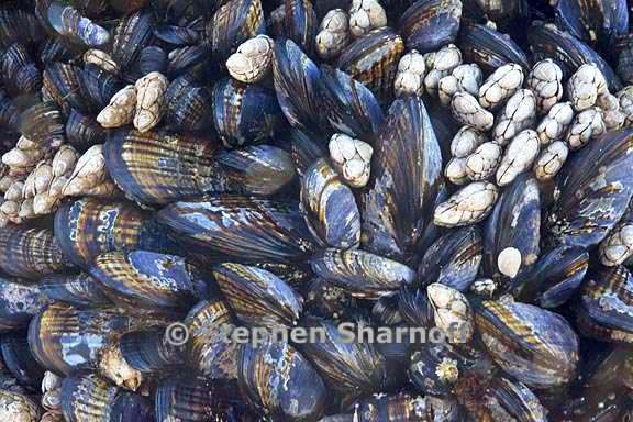 mussels and barnacles 1 graphic